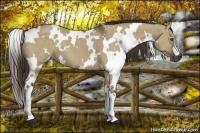 Horse Color:White Spotted Liver Red Dun