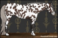 Horse Color:Silver Brown Sabino Near Leopard 