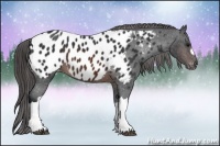 Horse Color:Brown Appaloosa
