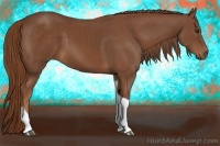 Horse Color:Chestnut Tobiano 