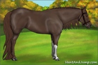 Horse Color:Liver Chestnut