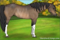 Horse Color:Bay Rabicano