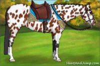 Horse Color:Brown Appaloosa