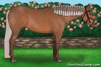 Horse Color:Chocolate Silver Bay 