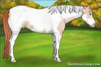 Horse Color:Buckskin Pearl Tobiano Frame Rabicano