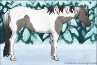 Horse Color:Smoky Grullo Roan Tobiano