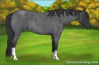 Horse Color:Blue Roan 
