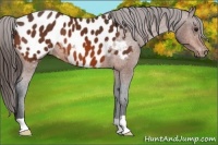 Horse Color:Bay Appaloosa 