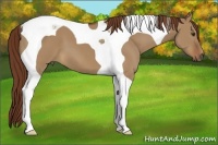 Horse Color:Red Dun Tobiano 