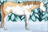 Horse Color:Gold Champagne Dun Splash Frame 