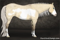 Horse Color:Silver Buckskin Roan Dun Frame 