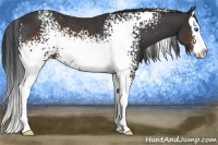 Horse Color:White Spotted Brown Splash Rabicano 