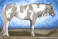 Horse Color:White Spotted Silver Grullo Roan