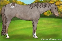 Horse Color:Liver Chestnut Appaloosa