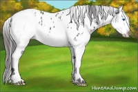 Horse Color:White Spotted Black Splash Appaloosa 