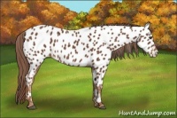 Horse Color:Chestnut Appaloosa 