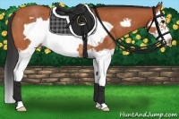 Horse Color:Bay Splash Frame Rabicano