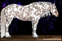 Horse Color:Liver Red Roan Appaloosa and Liver Red Roan Appaloosa