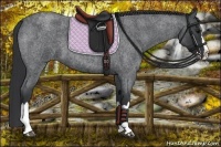 Horse Color:Blue Roan Splash 