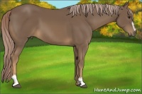 Horse Color:Chocolate Palomino Sabino 