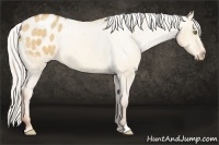 Horse Color:Silver Amber Champagne Dun Varnish