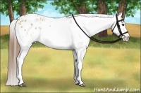 Horse Color:Red Dun Appaloosa