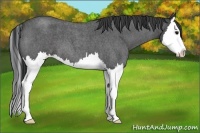 Horse Color:Blue Roan Splash 