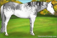 Horse Color:White Spotted Blue Roan Splash 