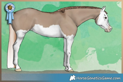 Horse Color:Liver Red Dun Splash 
