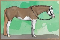 Horse Color:Liver Red Dun Splash 
