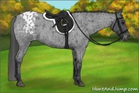Horse Color:Blue Roan Appaloosa 