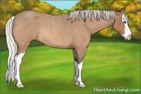 Horse Color:Silver Buckskin Roan Splash Rabicano