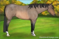 Horse Color:Buckskin Roan 