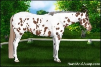 Horse Color:White Spotted Chestnut Tobiano Appaloosa