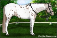 Horse Color:Chestnut Tobiano Near Leopard 