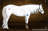 Horse Color:Palomino Blanket