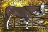 Horse Color:White Spotted Liver Chestnut 
