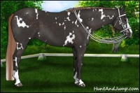 Horse Color:White Spotted Liver Chestnut Sabino 