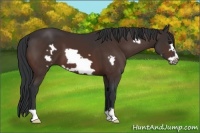 Horse Color:Bay Frame