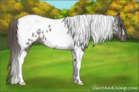 Horse Color:Liver Chestnut Tobiano Appaloosa Rabicano