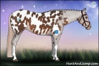 Horse Color:Liver Chestnut Appaloosa