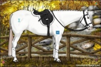 Horse Color:Chestnut Appaloosa