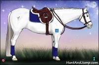 Horse Color:White Spotted Liver Red Dun Appaloosa 