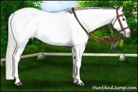 Horse Color:Palomino Roan Near Leopard 