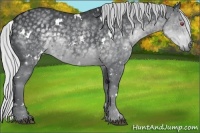 Horse Color:White Spotted Silver Black Chinchilla Sabino Rabicano 