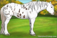 Horse Color:White Spotted Liver Chestnut Sabino Appaloosa 
