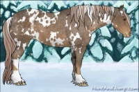 Horse Color:White Spotted Chocolate Palomino Appaloosa 