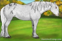 Horse Color:Silver Black Chinchilla Sabino Appaloosa 