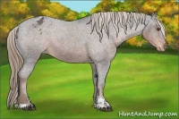 Horse Color:Liver Chestnut Sabino Appaloosa 