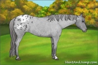 Horse Color:Blue Roan Appaloosa 